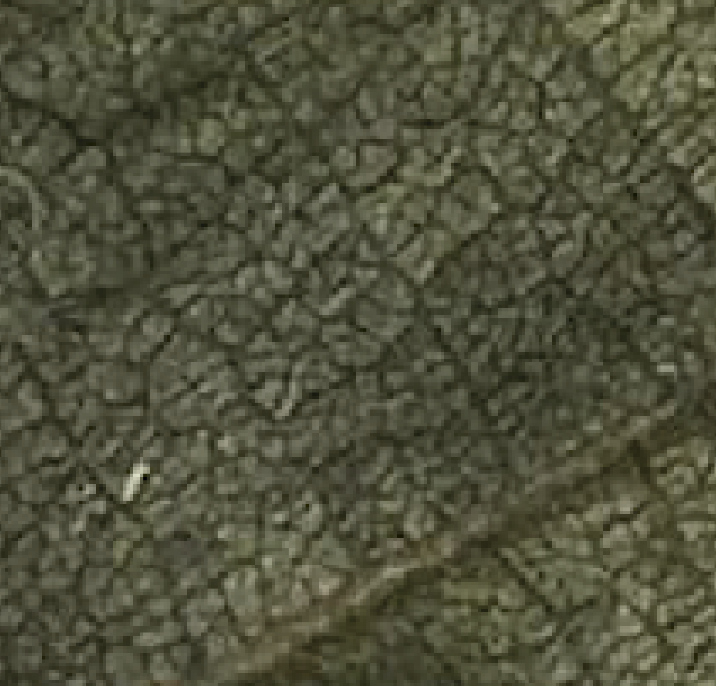 Elaia visual detail